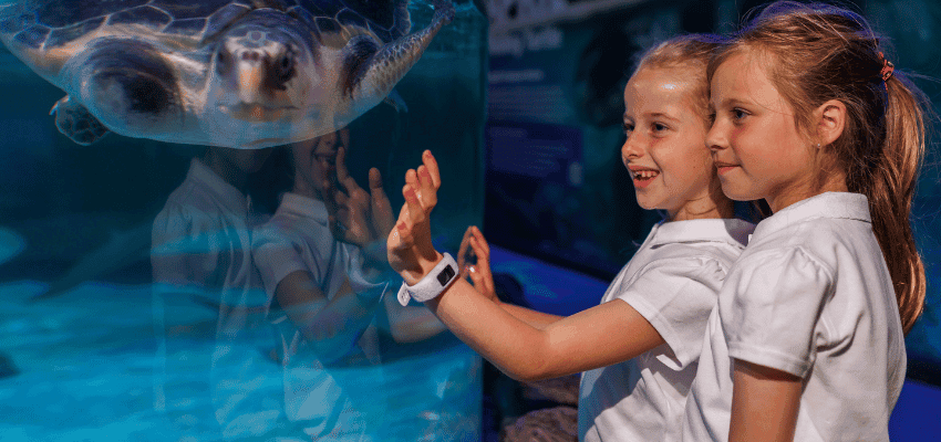 Two children watching a sea turtle at aquarium, Purpl discounts for disabilities and long term health conditions, disabled travel discounts UK.
