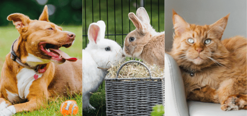 Burgess Pet Care range featuring dog, rabbits and cat, highlighting affordable pet food options that support everyday care and household savings.