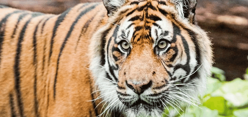 Close-up of a tiger at a wildlife park, Purpl discounts for disabilities and long term health conditions with mobility discounts and offers.