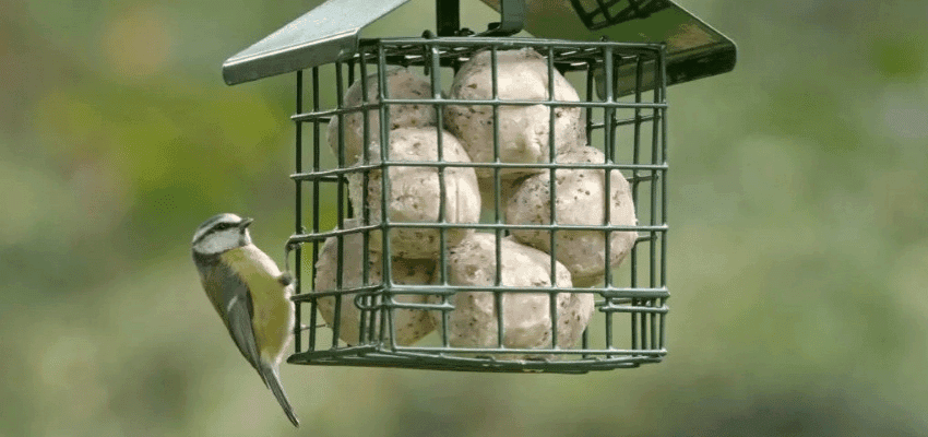 Bird on suet feeder at RSPB Shop, Purpl discounts for disabilities and long term health conditions, mobility discounts and offers.