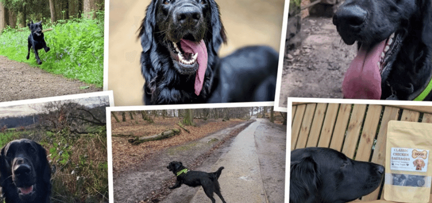 A happy black retriever dog exploring the outdoors in various scenic locations, wearing a neon harness. A collage of nature walks, playful moments, and a sniffing curiosity at gourmet dog treats. Perfect for dog lovers looking for natural pet care and healthy treats. Includes SEO for pet discounts and mobility support.