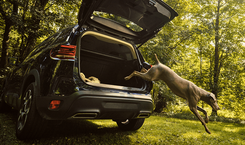 Dog lying in a car boot with sunlight filtering through the trees, perfect for accessible car subscription and mobility vehicle discounts