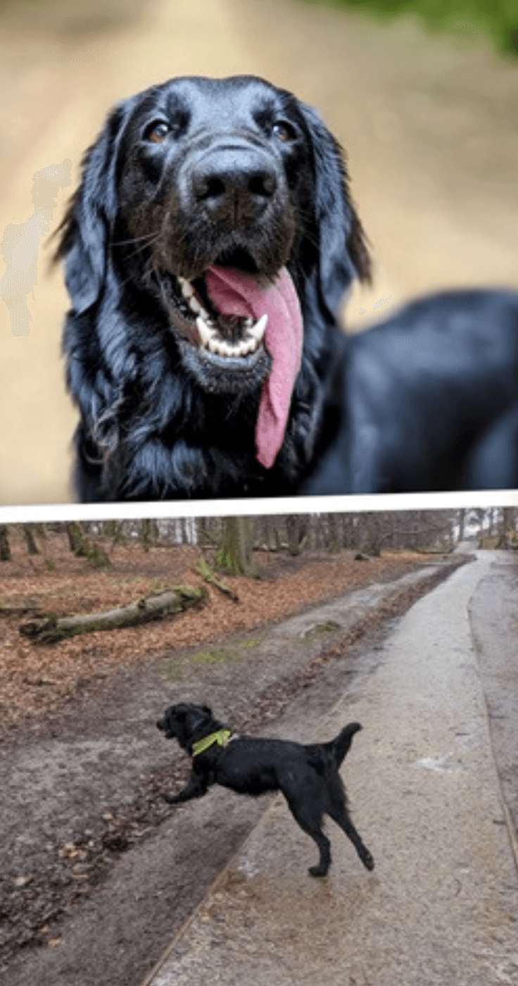 A joyful black retriever dog on a walk in a lush forest and a countryside path, showcasing the benefits of high-quality natural dog treats for active and healthy pets. SEO-optimised for pet-friendly discounts and mobility-friendly offers.