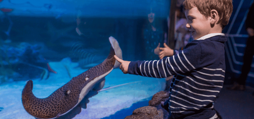 Child touching shark at Sea Life Loch Lomond, Purpl discounts for disabilities and long term health conditions, disabled travel discounts UK.