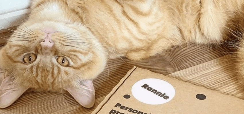 A ginger cat lying on the floor beside a personalised Itch Pets delivery box labelled Ronnie, representing easy home delivery for pet owners with disabilities and long term health conditions using Purpl discounts.