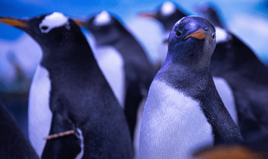 A close-up of a group of Gentoo penguins, showcasing their distinct markings and vibrant environment at Sea Life Brighton Aquarium.