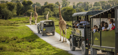 A safari vehicle with passengers observes three giraffes standing on a dirt road in a grassy, open field. Another vehicle is ahead on the same road. The background features rolling hills and scattered trees under a clear sky.