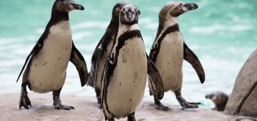 Penguins standing by water at London Zoo, Purpl discounts for disabilities and long term health conditions, mobility discounts and offers.