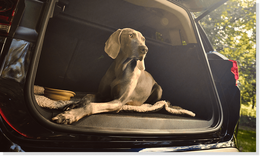 Dog jumping out of an open car boot in woodland, ideal for flexible car hire and disabled driver vehicle offers
