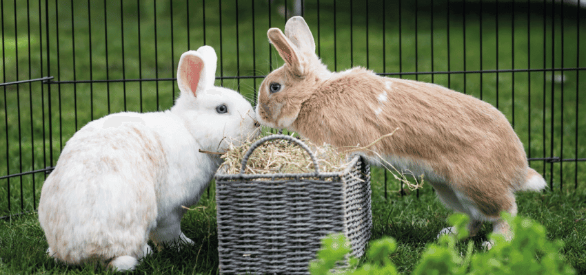 Two rabbits eating hay from a basket outdoors Purpl discounts shopping discounts for disabled people accessibility discounts UK mobility discounts and offers savings for people with long term health conditions cost of living help for disabled people