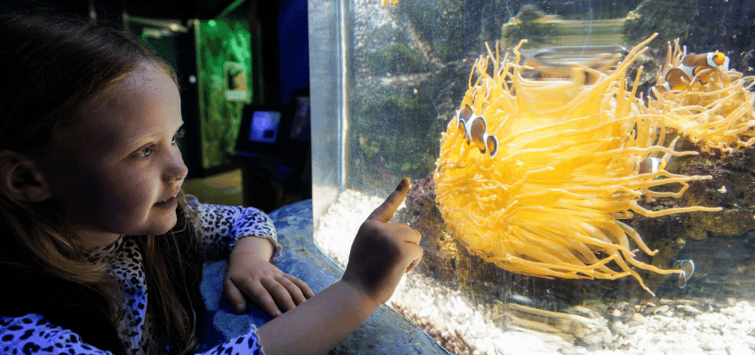 Sea Life Great Yarmouth penguins at the aquarium, accessible family attraction, UK disability discount, days out savings.