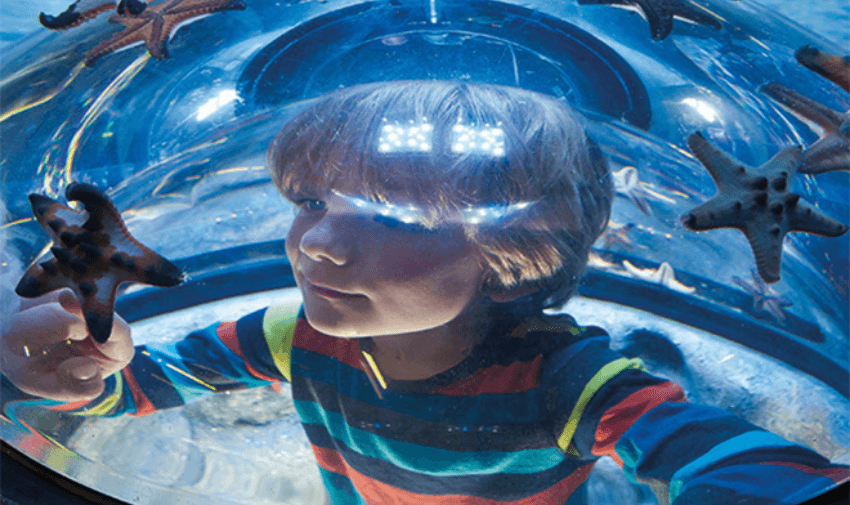 Young boy discovering sea stars in glass dome at Sea Life Weymouth, included in accessible Merlin passes and mobility discounts and offers.