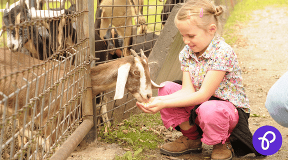 Young girl feeding a goat at a farm park, smiling while enjoying a family day out. Promotes Purpl’s Days Out discounts for disabled people, featuring accessible attractions and inclusive family experiences across the UK.